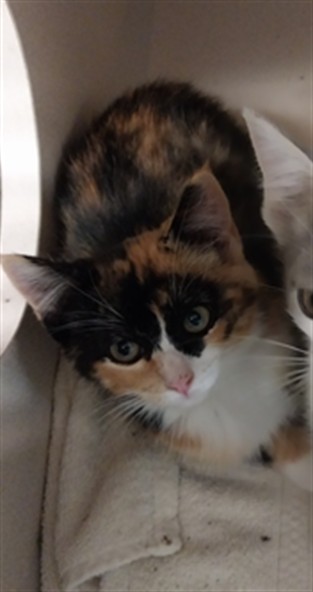 Fuji - Female - Domestic SH