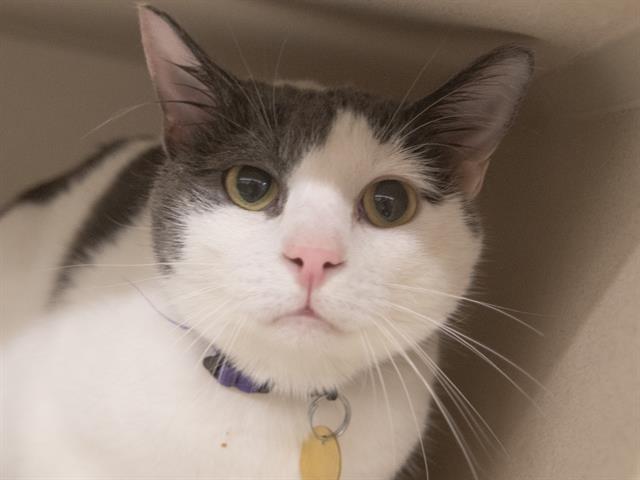 Charlie - Male - Domestic SH