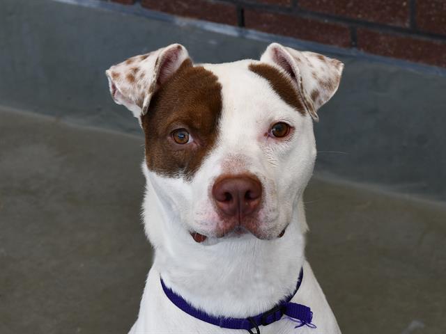 Chickpea - Male - Pit Bull-Mix