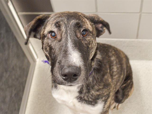 Maverick - Male - Nonspecific-Mix