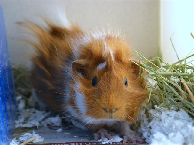 Primadona - Male - Guinea Pig