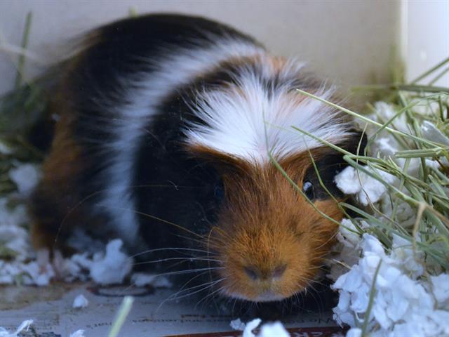 Rupaul - Male - Guinea Pig