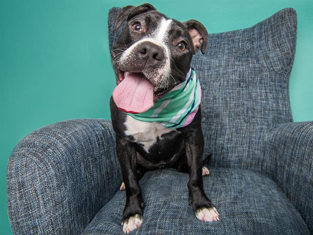 Roly Poly - Female - Pit Bull-Mix