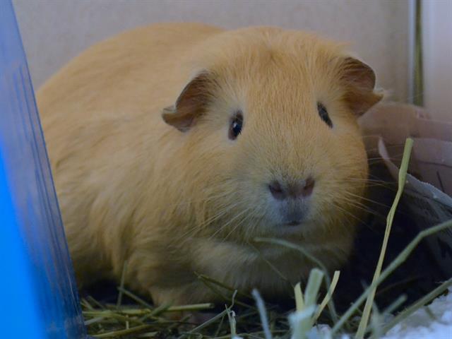 Sandy Capybara - Male - Guinea Pig