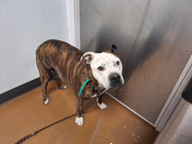  - Female - Pit Bull-Mix