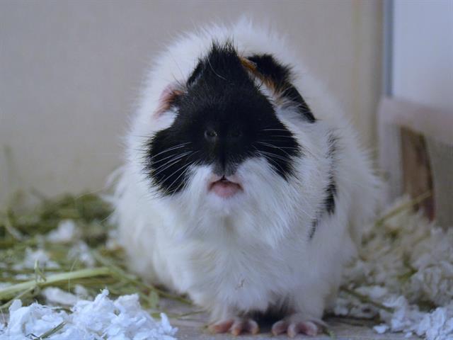 Parmesan - Male - Guinea Pig