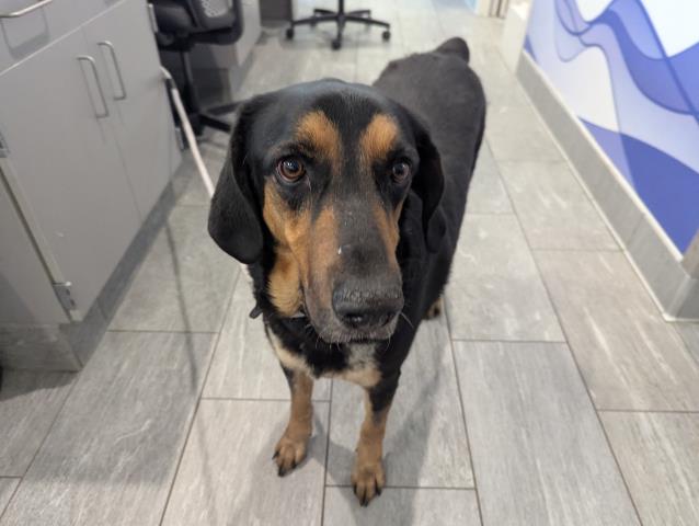  - Male - Foxhound-Mix