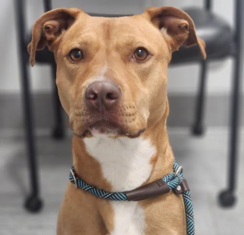 Millie - Female - Pit Bull