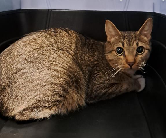 - Female - Domestic SH
