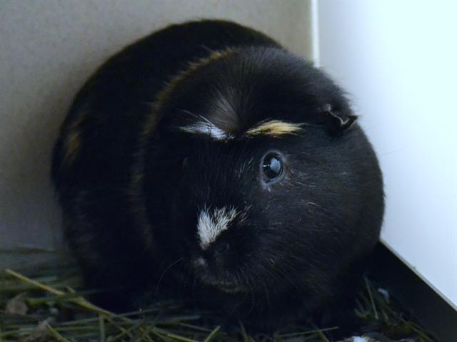 Coco - Male - Guinea Pig