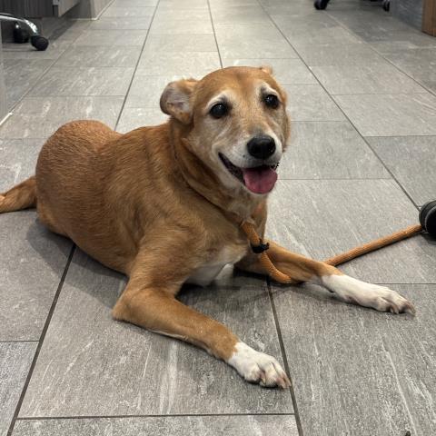  - Female - Australian Cattle Dog-Mix