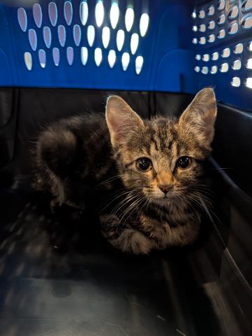  - Female - Domestic SH