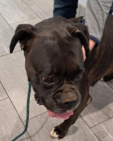  - Female - Boxer