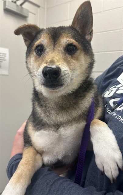 Niko - Male - Shiba Inu