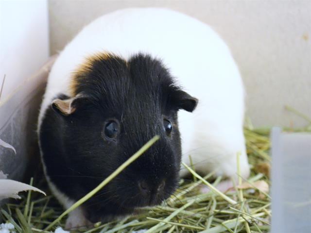 Oreo - Female - Guinea Pig