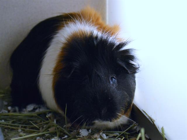Smore - Female - Guinea Pig