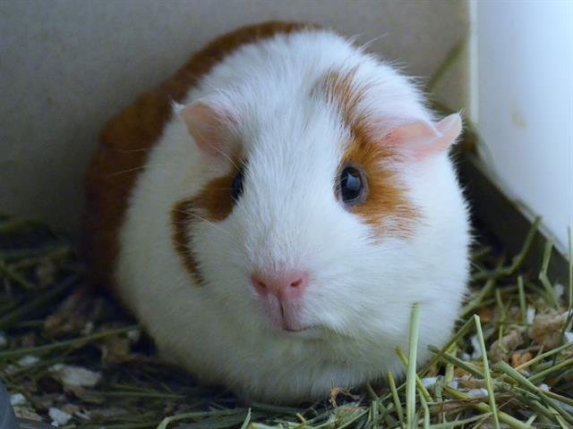 Cookie - Female - Guinea Pig