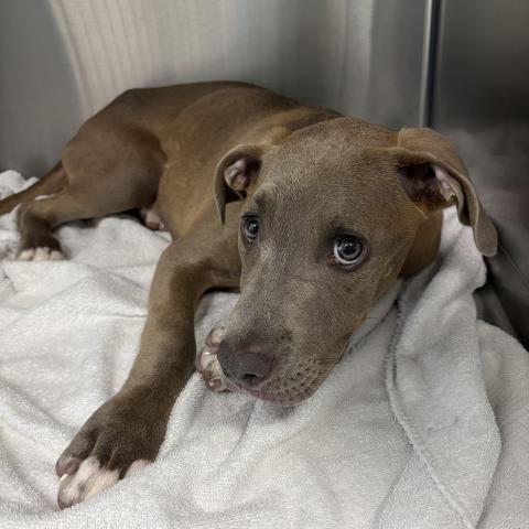  - Female - Pit Bull-Mix