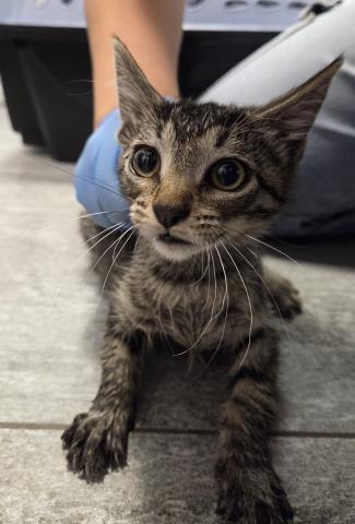 Topaz - Female - Domestic SH