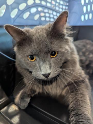  - Male - Domestic MH
