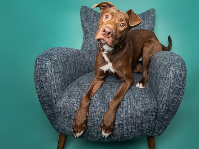 Mason - Male - Nonspecific-Mix