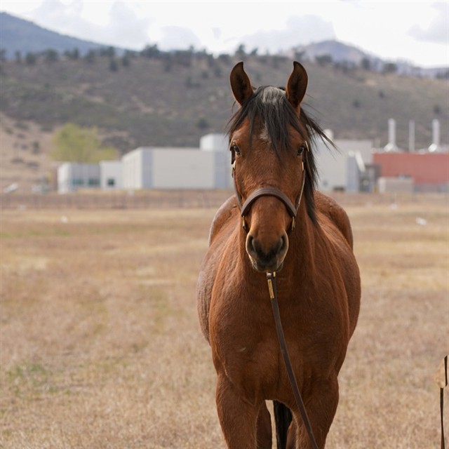 Killian - Male - Grade
