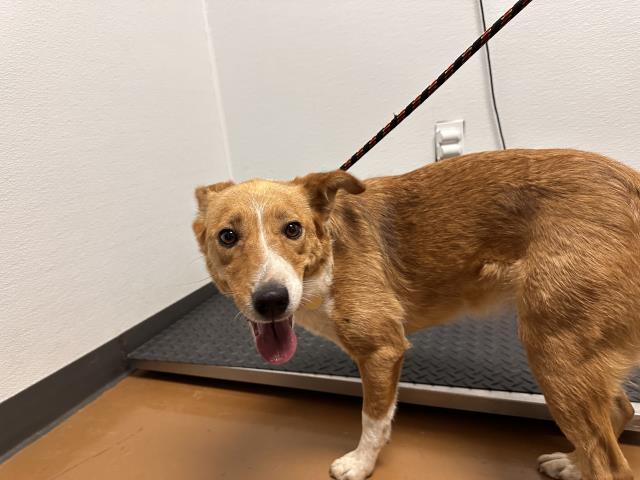  - Female - Pembroke Welsh Corgi-Mix