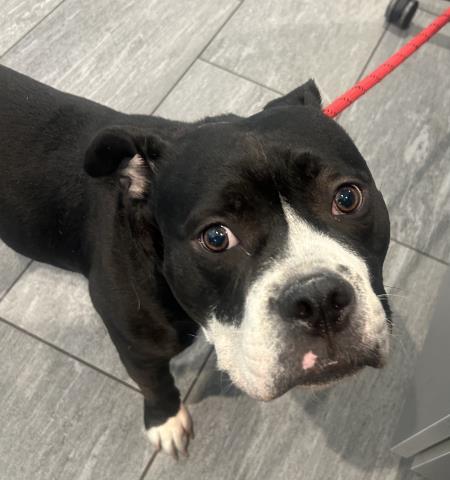  - Female - English Bulldog-Mix