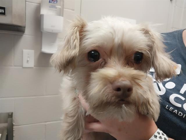  - Male - Miniature Poodle-Mix