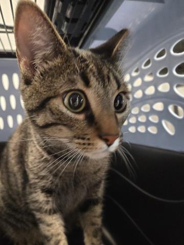 - Female - Domestic SH