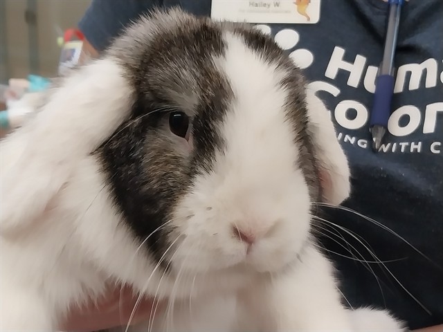  - Female - Lop