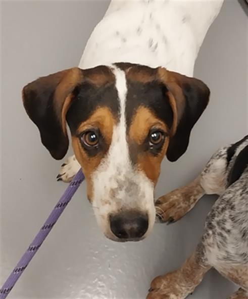  - Female - Coonhound