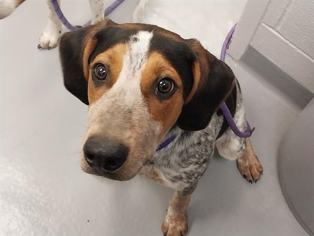  - Male - Coonhound