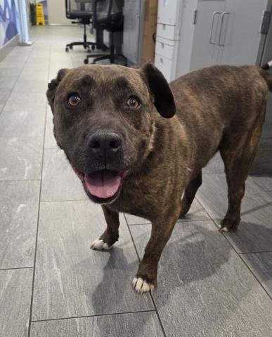  - Male - Pit Bull-Mix