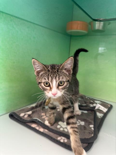 Waffle - Female - Domestic SH