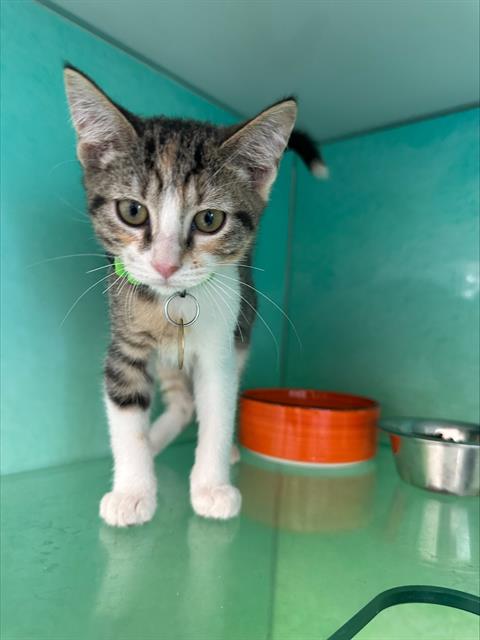 Pancake - Female - Domestic SH
