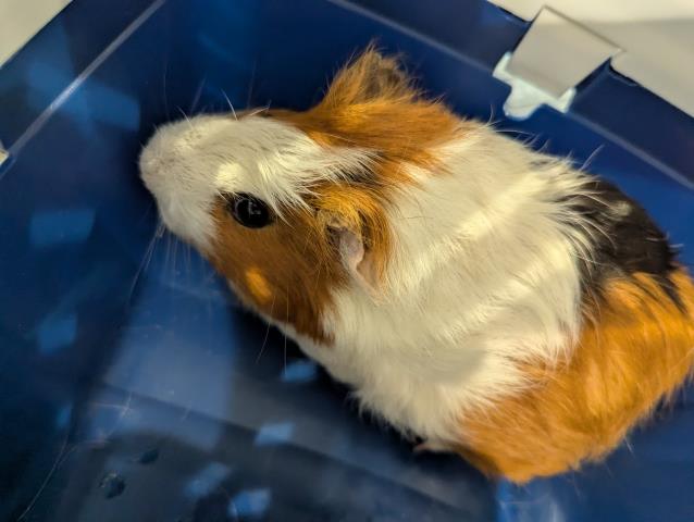  - Female - Guinea Pig