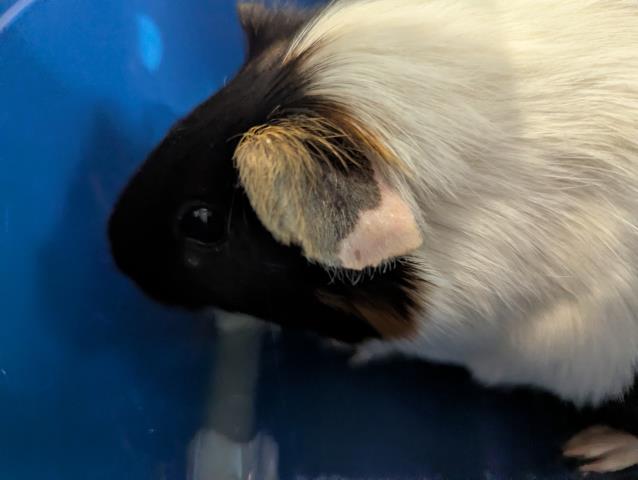 - Female - Guinea Pig