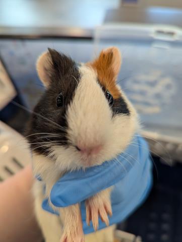  - Female - Guinea Pig