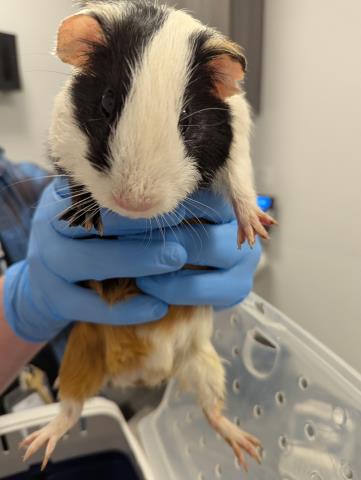  - Male - Guinea Pig