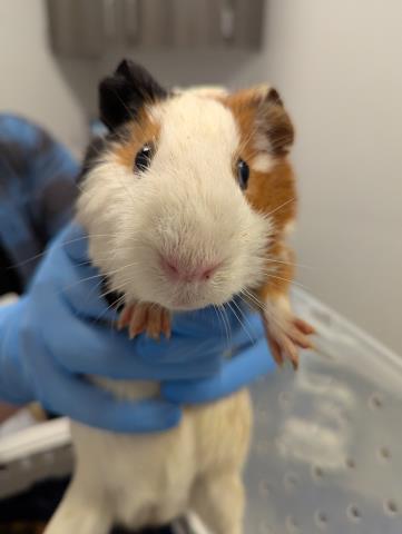  - Male - Guinea Pig