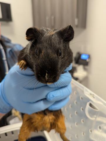  - Male - Guinea Pig