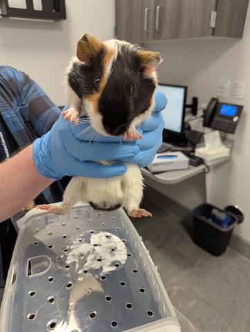  - Male - Guinea Pig