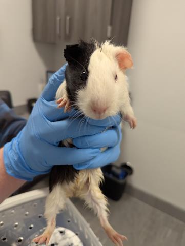  - Male - Guinea Pig