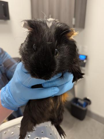  - Male - Guinea Pig