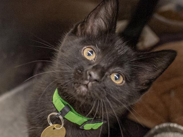 Farrah - Female - Domestic SH