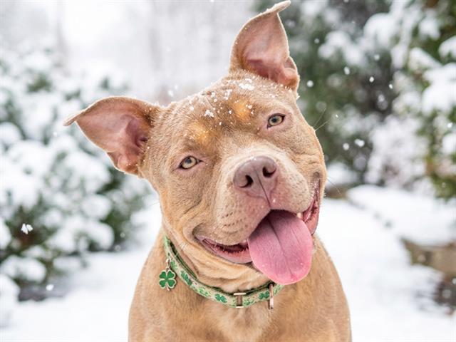 Kiara - Female - Pit Bull-Mix