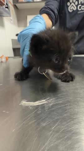 Mimosa - Female - Domestic SH