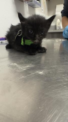 Mojito - Female - Domestic SH