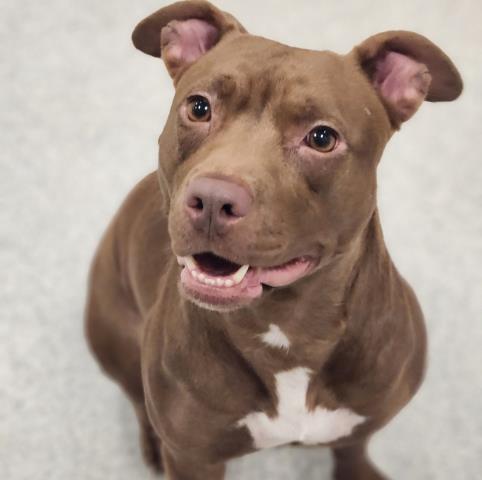 Raja - Female - Pit Bull